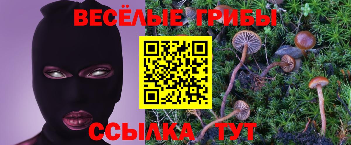 Владимир  Псилоцибиновые грибы Psilocybine cubensis  Псилоцибиновые грибы мицелий  Вход с VPN 